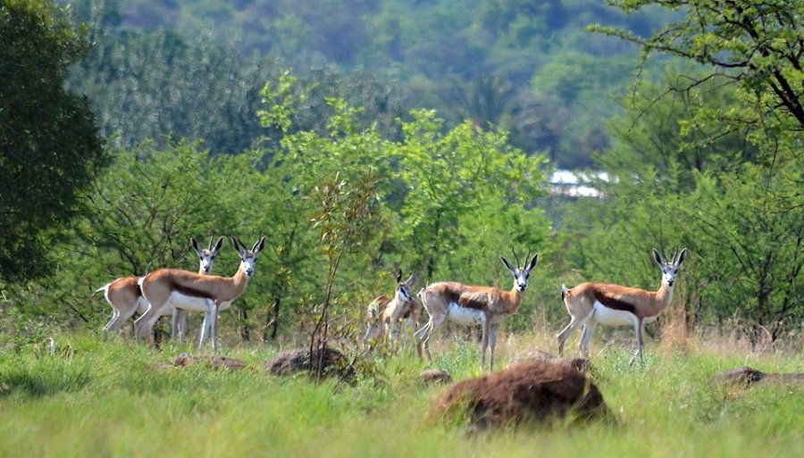 Commercial Property for Sale in La Camargue Private Country Estate North West